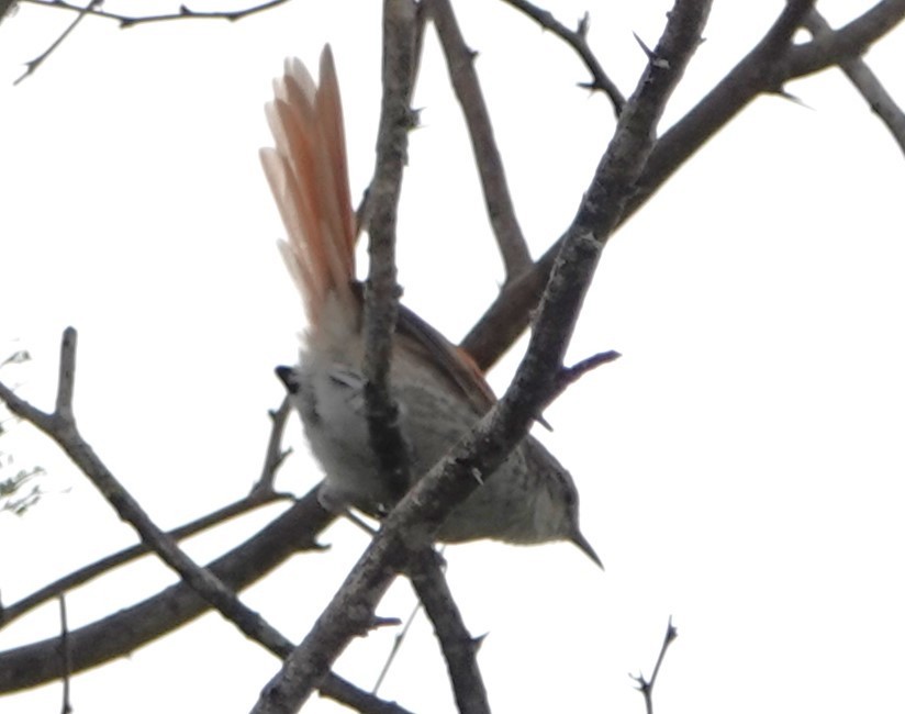 Chinchipe Spinetail - ML616395208