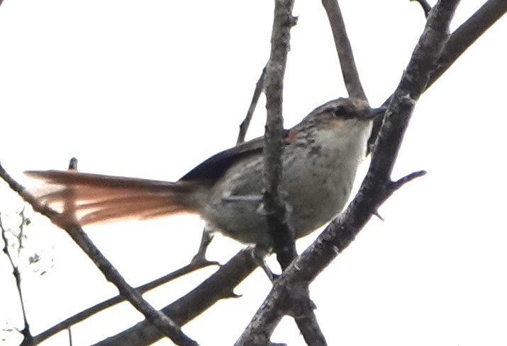 Chinchipe Spinetail - ML616395209