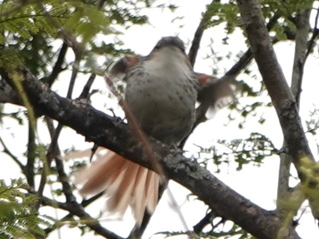 Chinchipe Spinetail - ML616395210