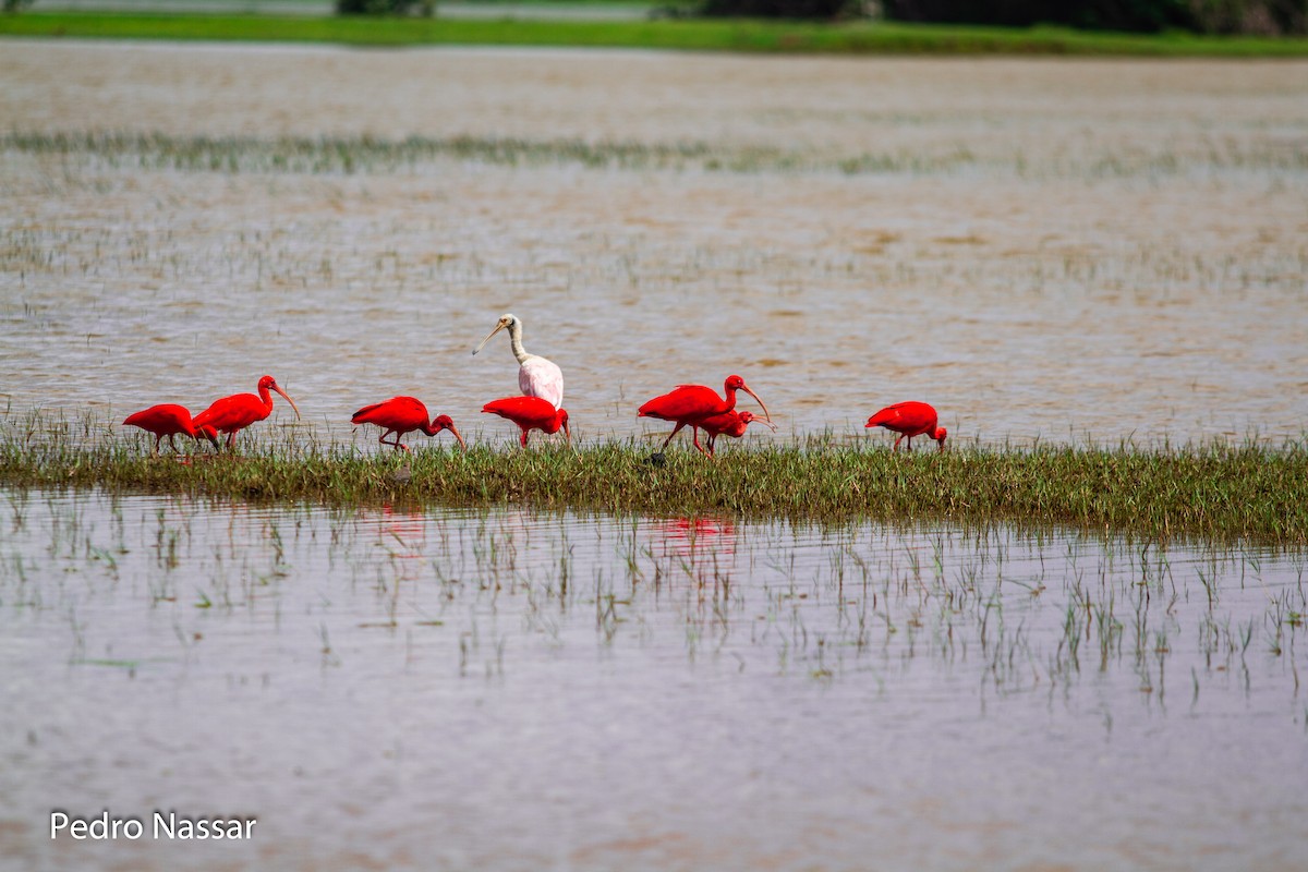 Scarlet Ibis - ML616395211