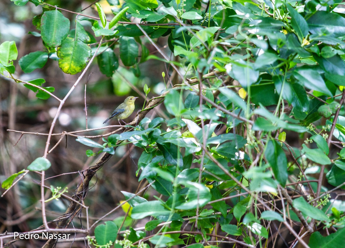 Bicolored Conebill - ML616395227