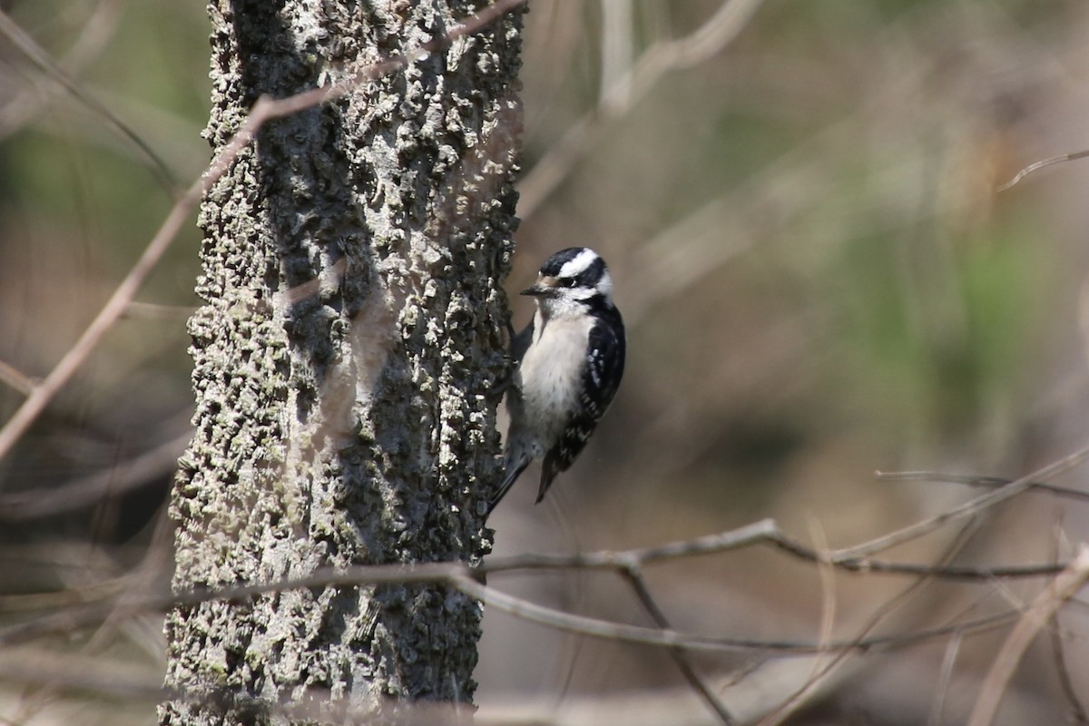 Downy Woodpecker - ML616395231