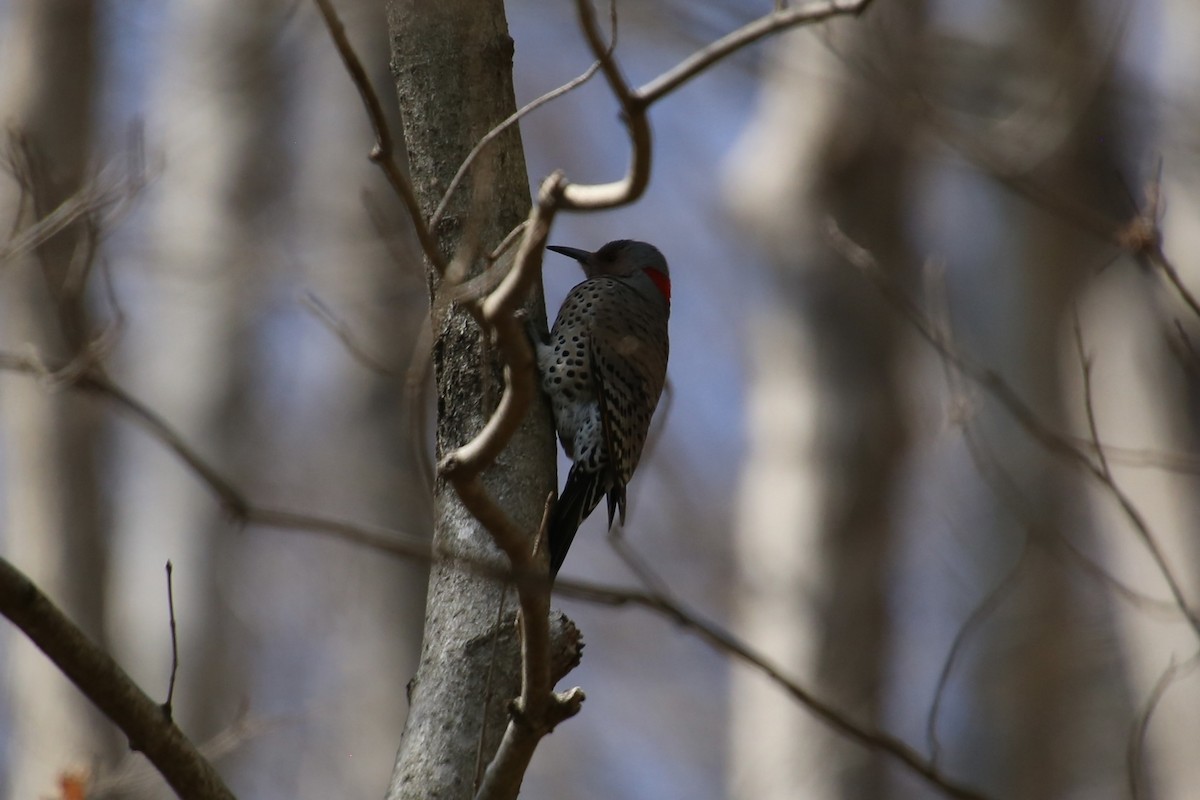 Northern Flicker - ML616395234