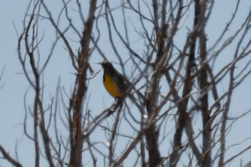 Western Meadowlark - ML616395246