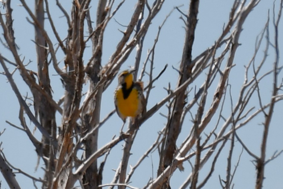 Western Meadowlark - ML616395248