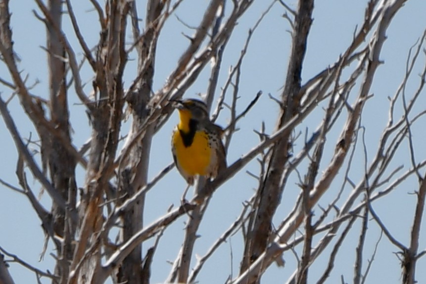 Western Meadowlark - ML616395252