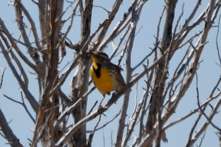 Western Meadowlark - ML616395253