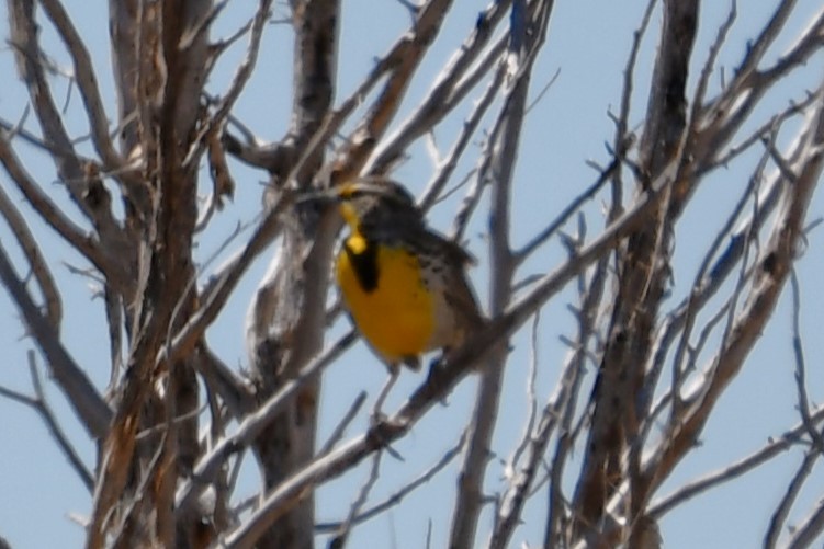 Western Meadowlark - ML616395254