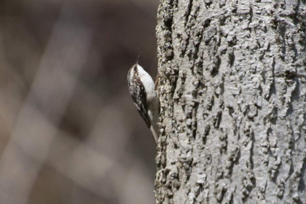 Brown Creeper - Emma Herald and Haley Boone