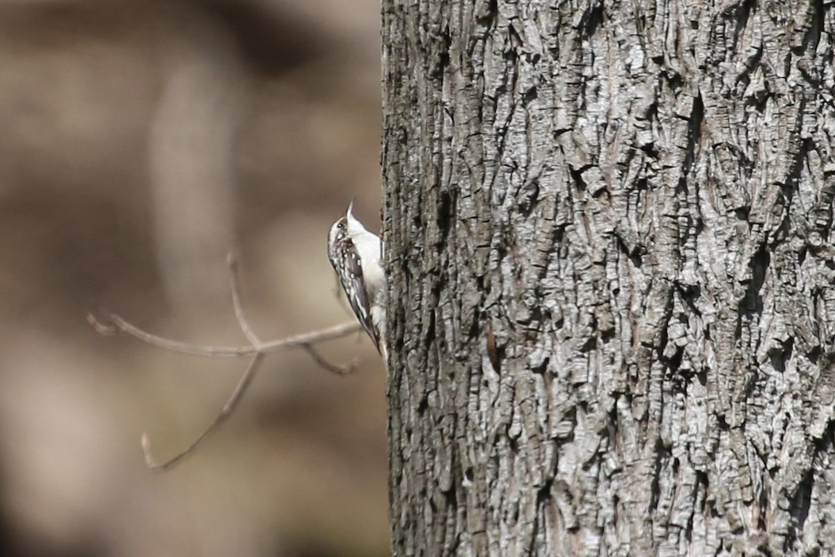 Brown Creeper - Emma Herald and Haley Boone