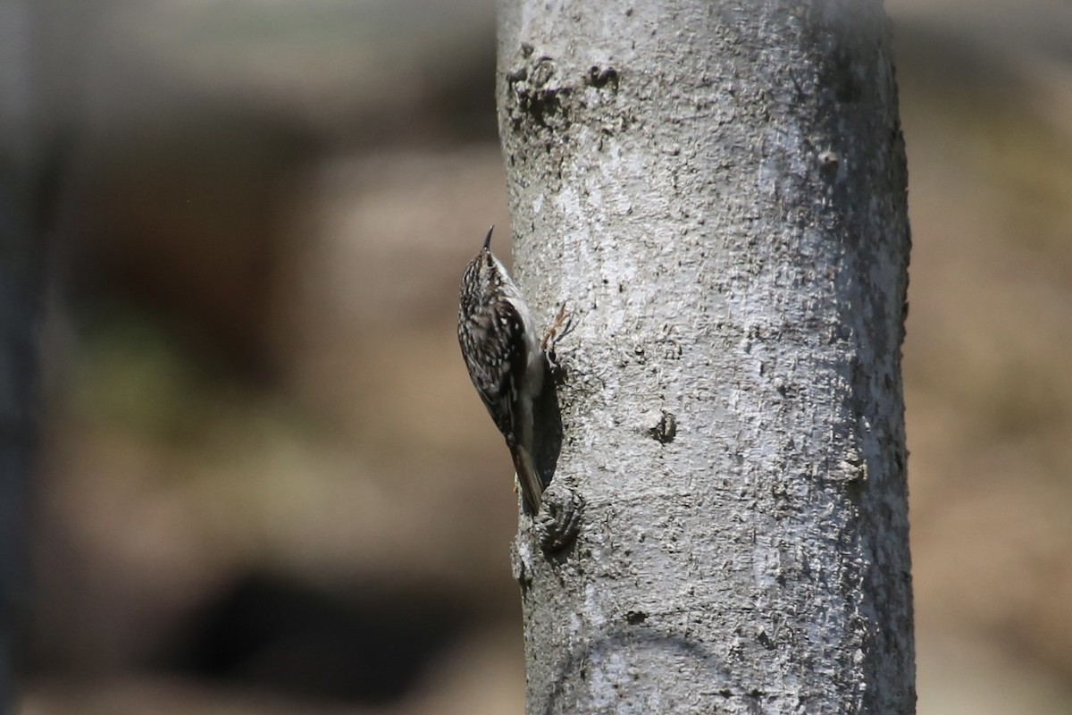 Brown Creeper - Emma Herald and Haley Boone