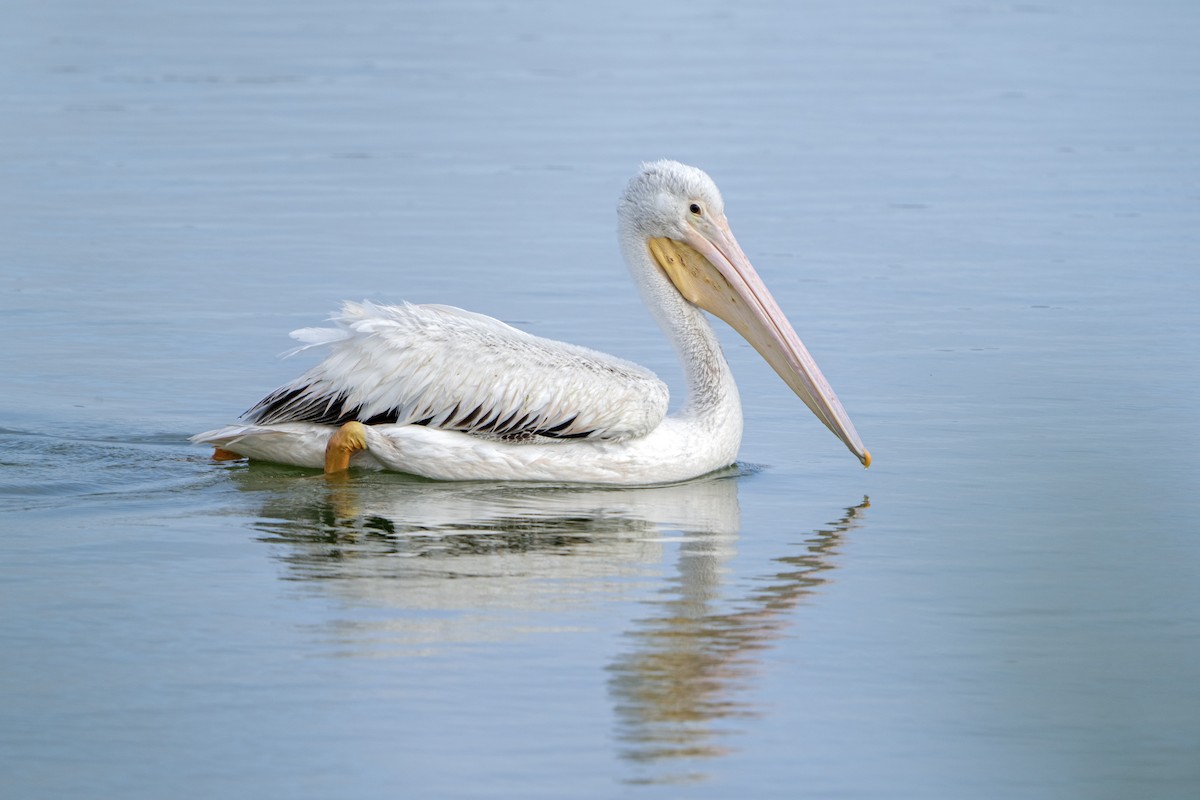 American White Pelican - ML616395274