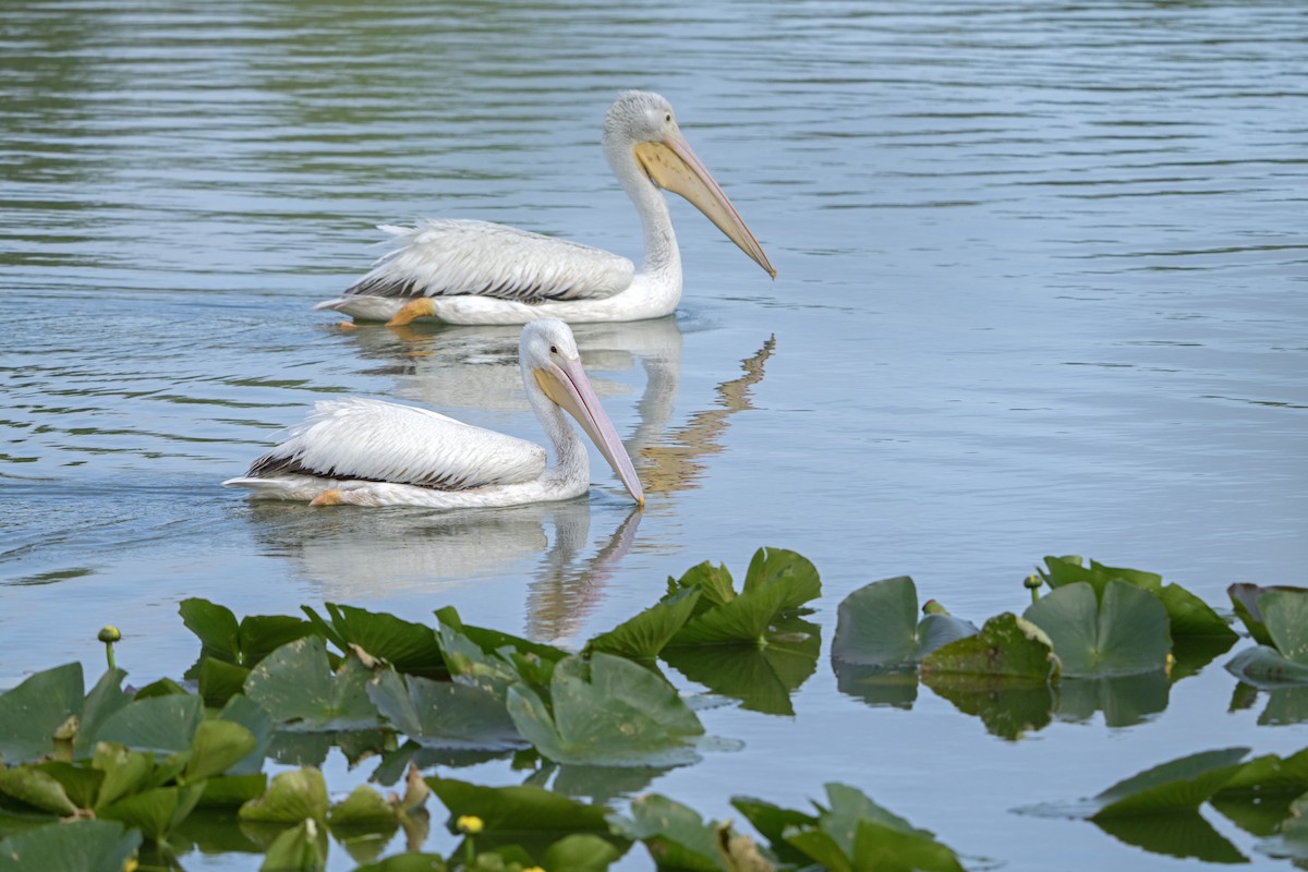 American White Pelican - ML616395282