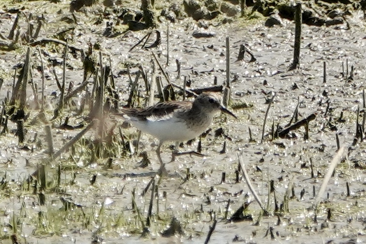 Least Sandpiper - Sara Griffith