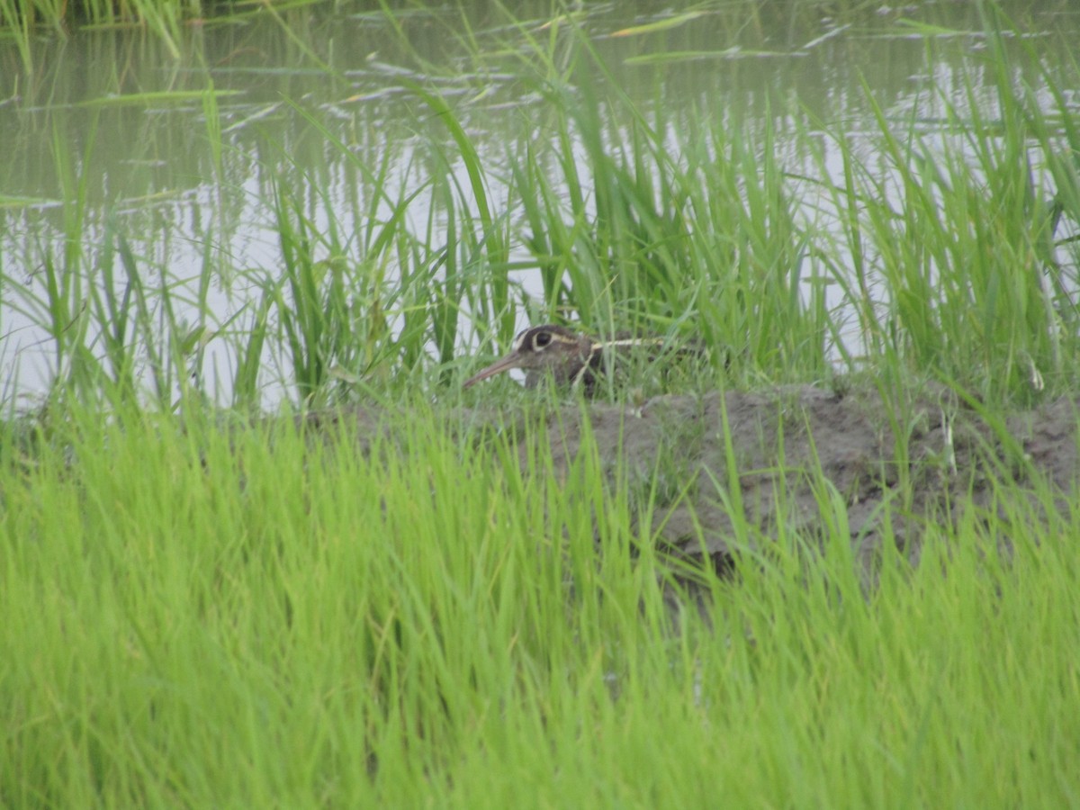 Greater Painted-Snipe - ML616395363