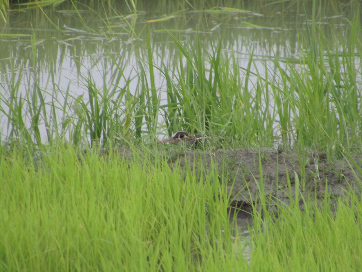 Greater Painted-Snipe - ML616395364