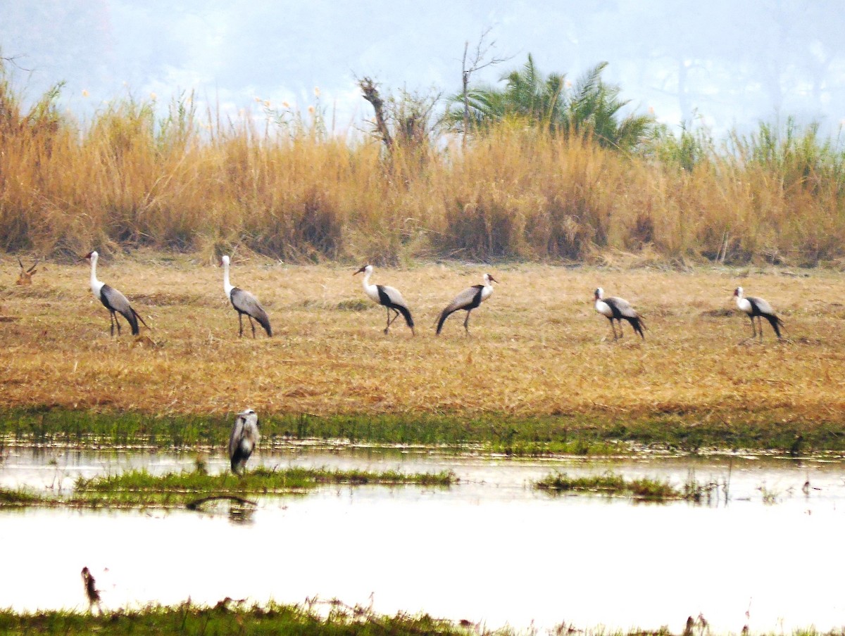 Wattled Crane - ML616395374