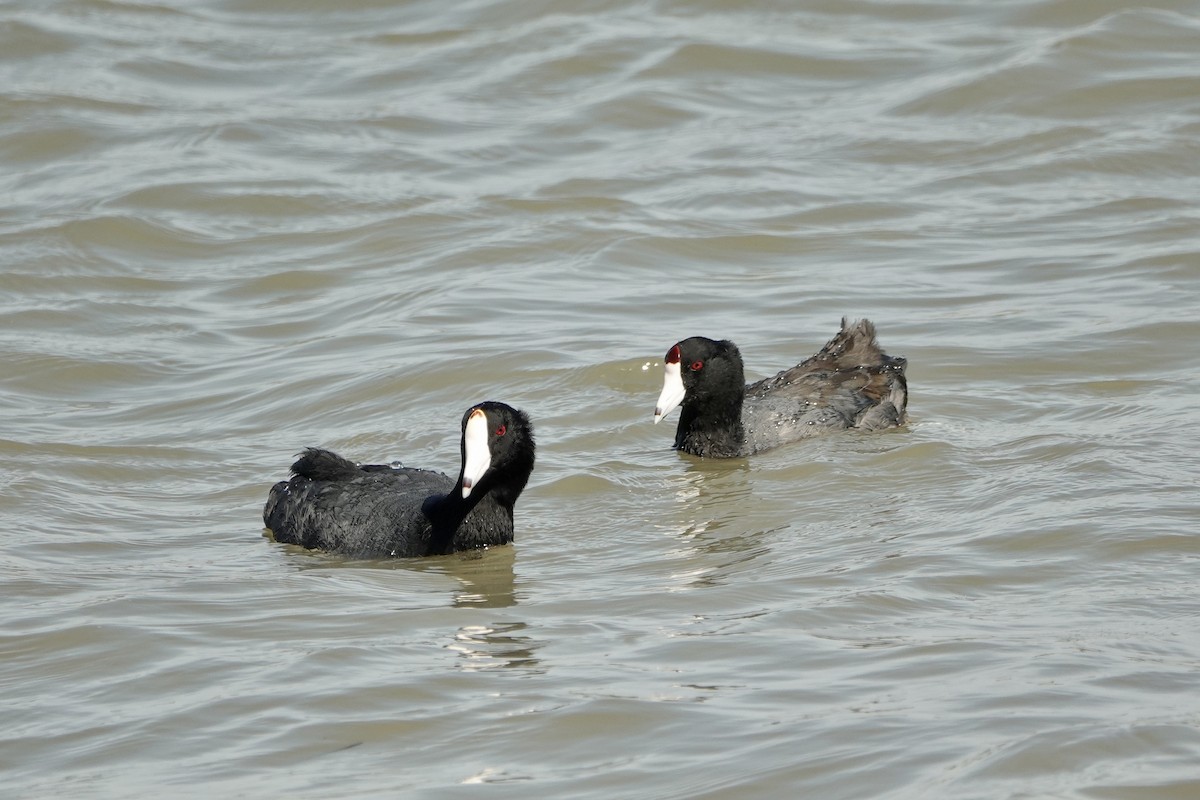 American Coot - Sara Griffith