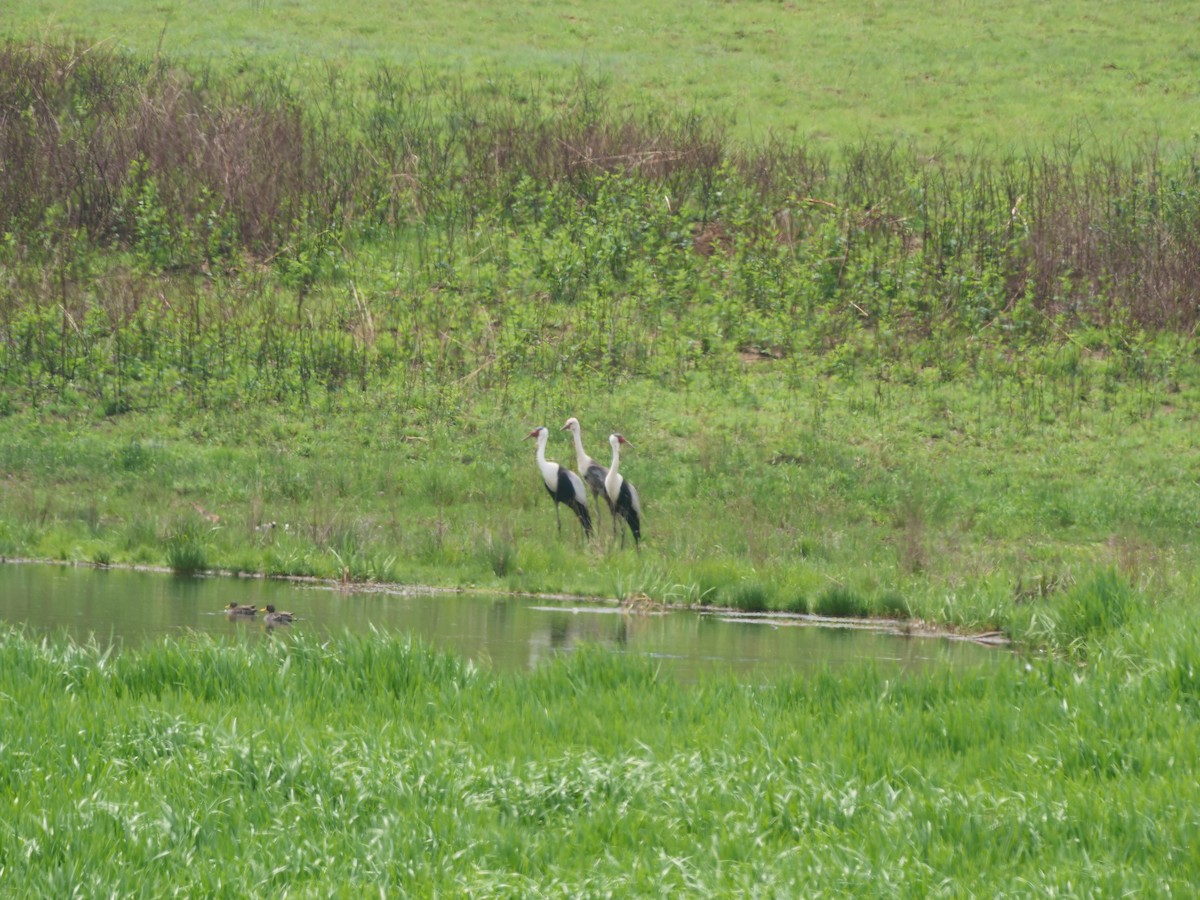 Wattled Crane - ML616395390