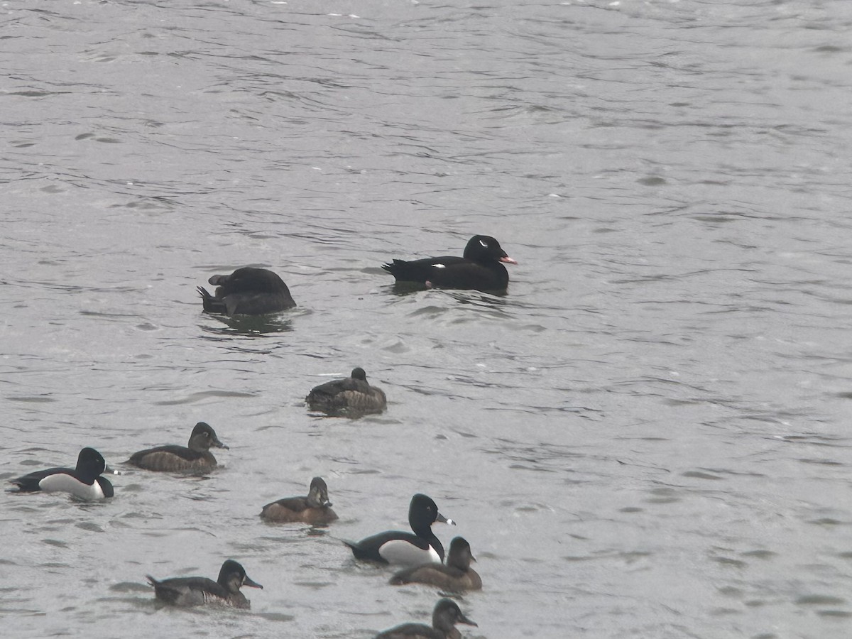 White-winged Scoter - ML616395400