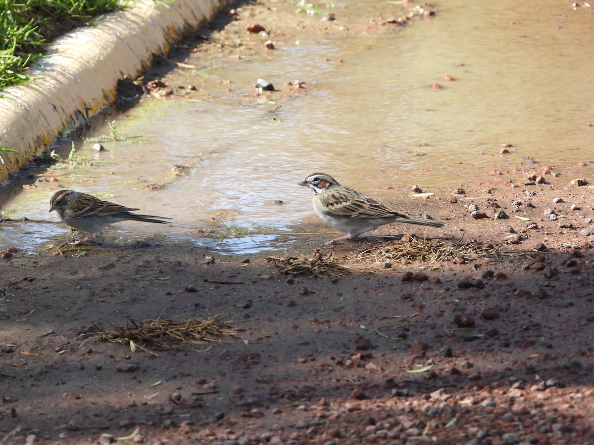 Lark Sparrow - Aura Orozco (Mexihca-Aves Birding) 🦩