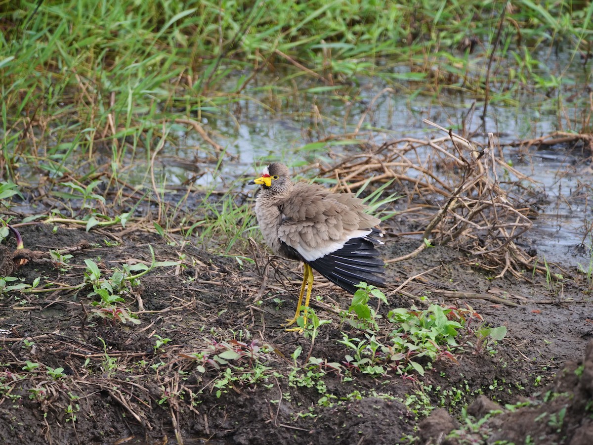 Wattled Lapwing - Brett Hartl