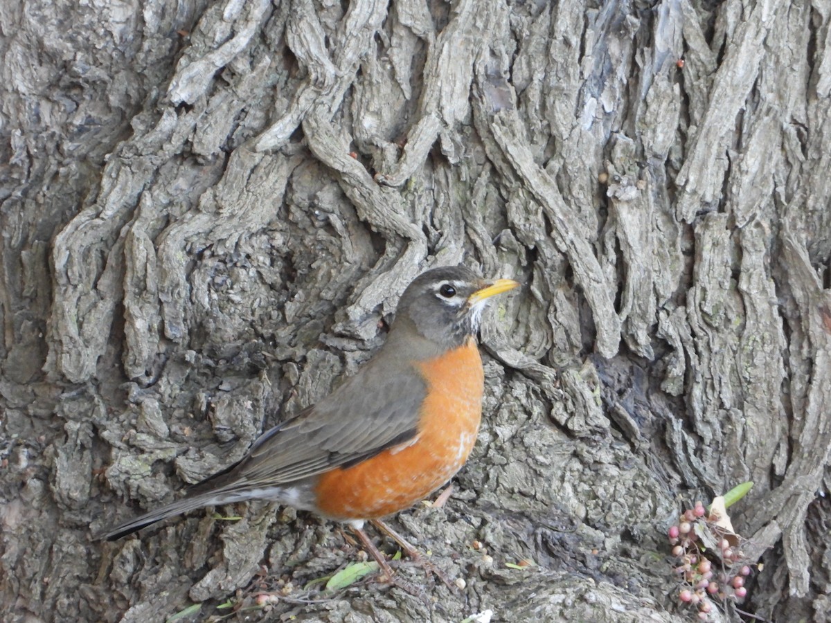American Robin - Aura Orozco (Mexihca-Aves Birding) 🦩