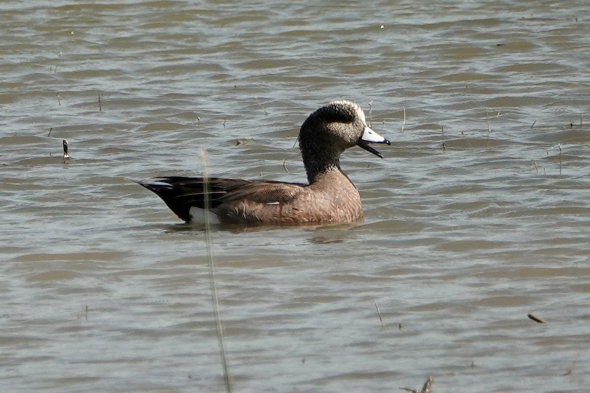 American Wigeon - Sara Griffith