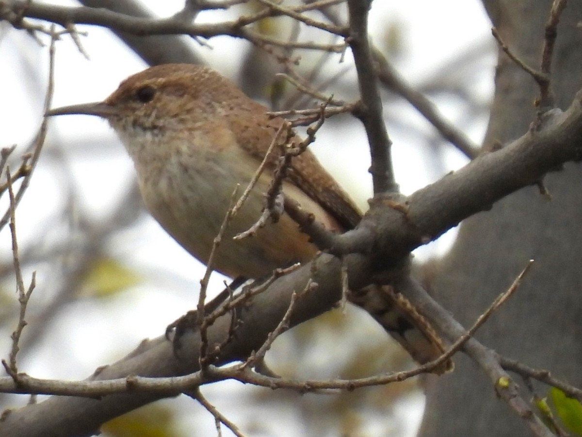 Rock Wren - Linda Houser