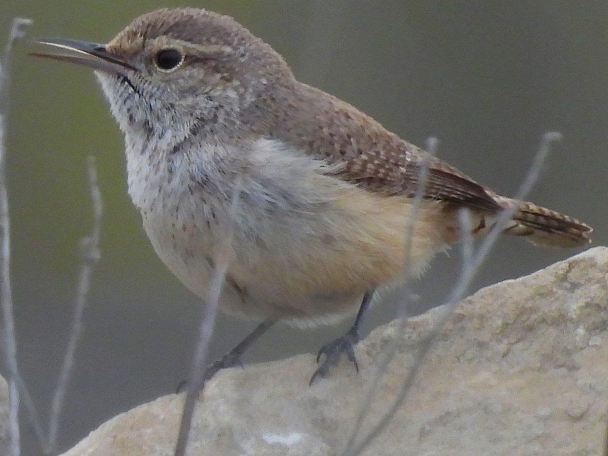 Rock Wren - ML616395566