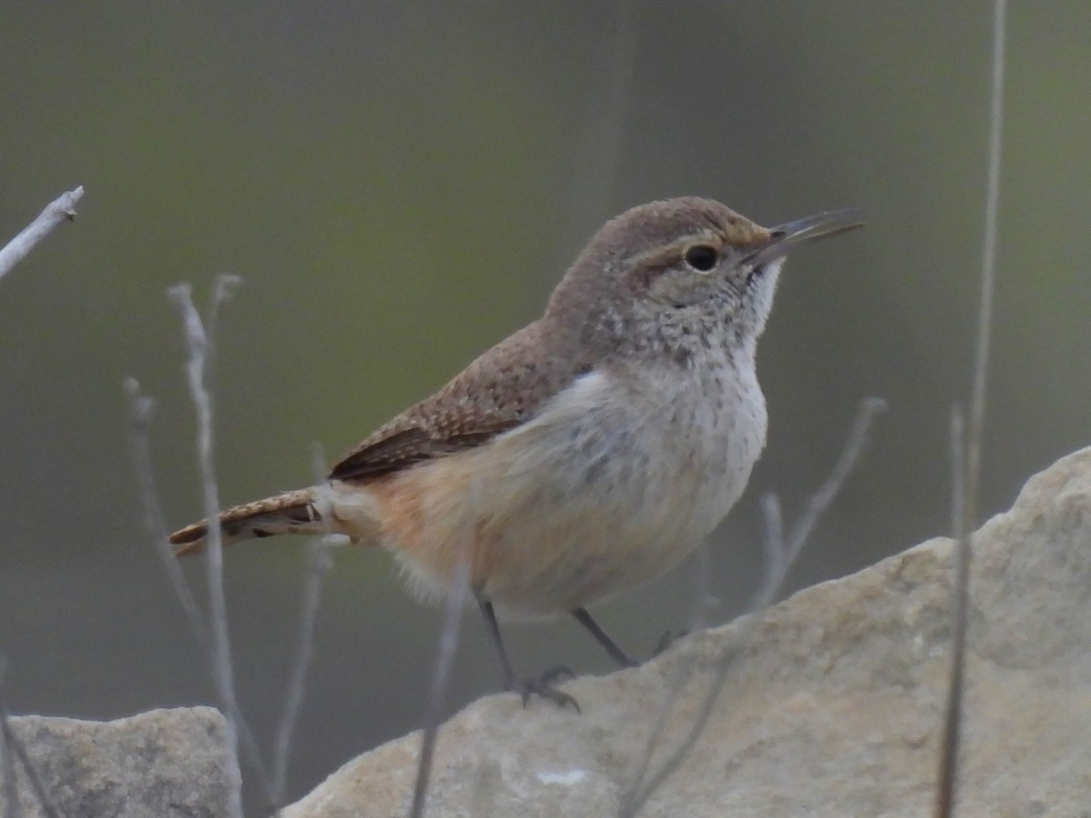 Rock Wren - Linda Houser