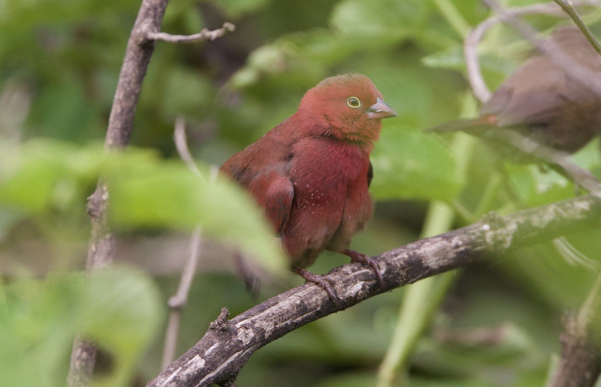 Red-billed Firefinch - ML616395598