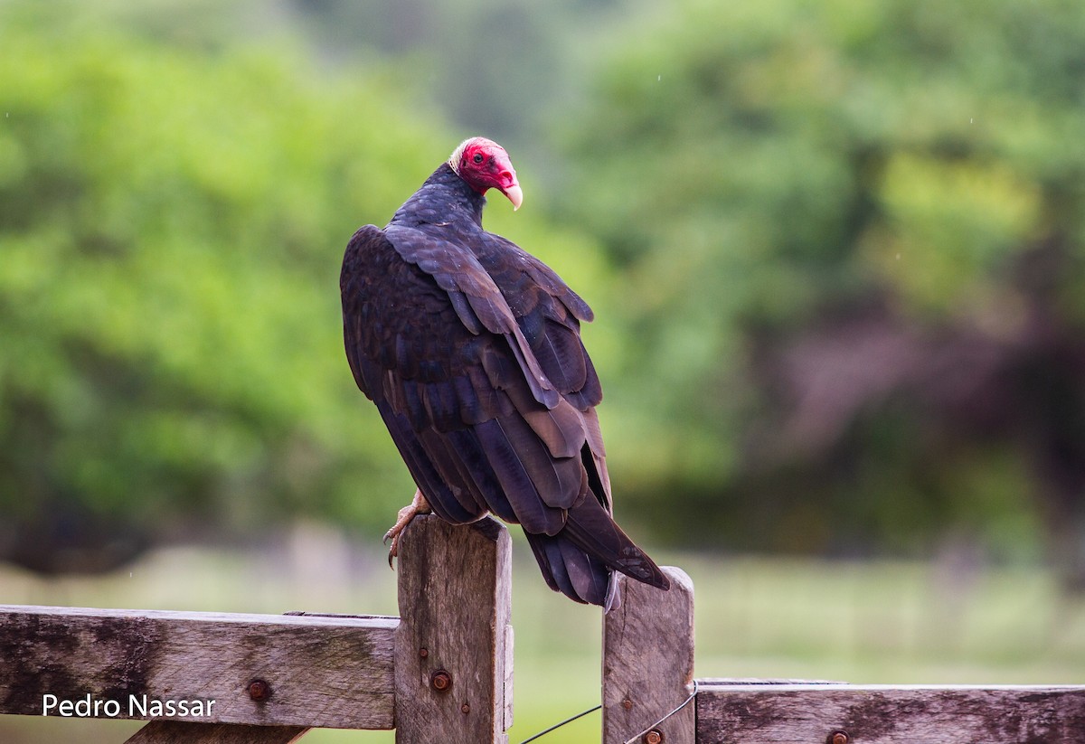 Turkey Vulture - ML616395599