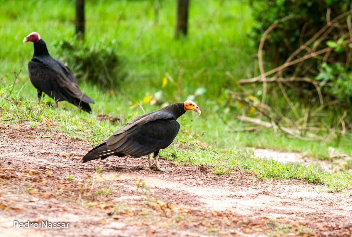 Lesser Yellow-headed Vulture - ML616395617