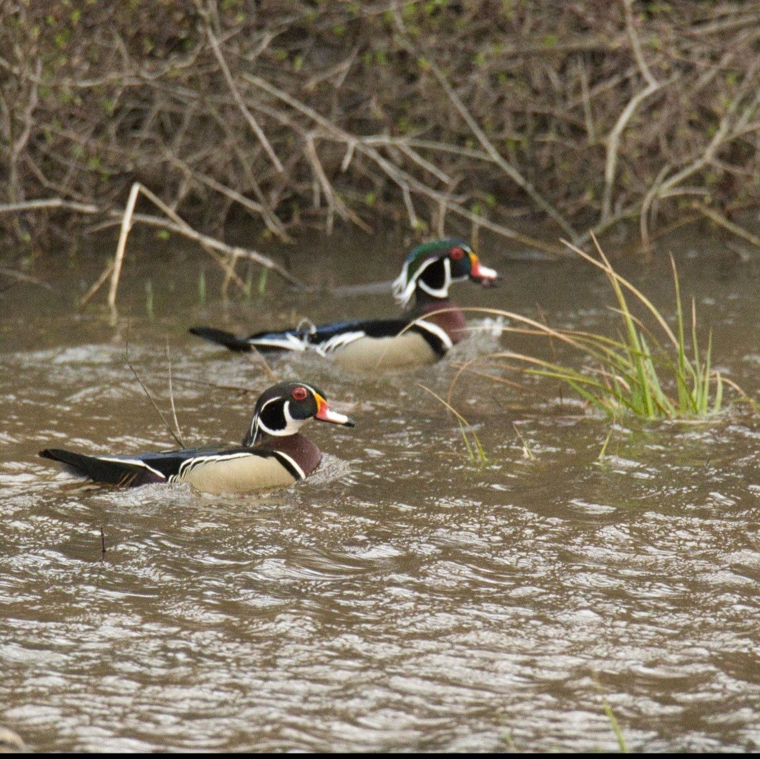 Wood Duck - ML616395624