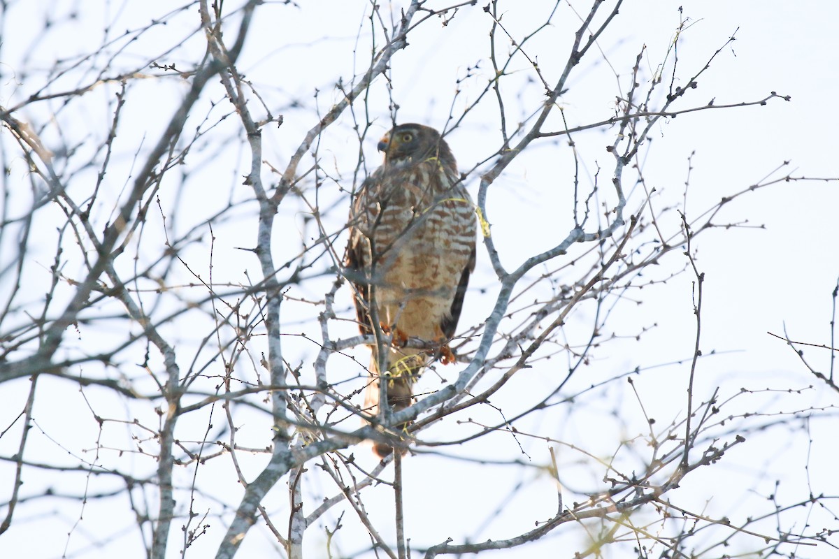 Roadside Hawk - David Carr