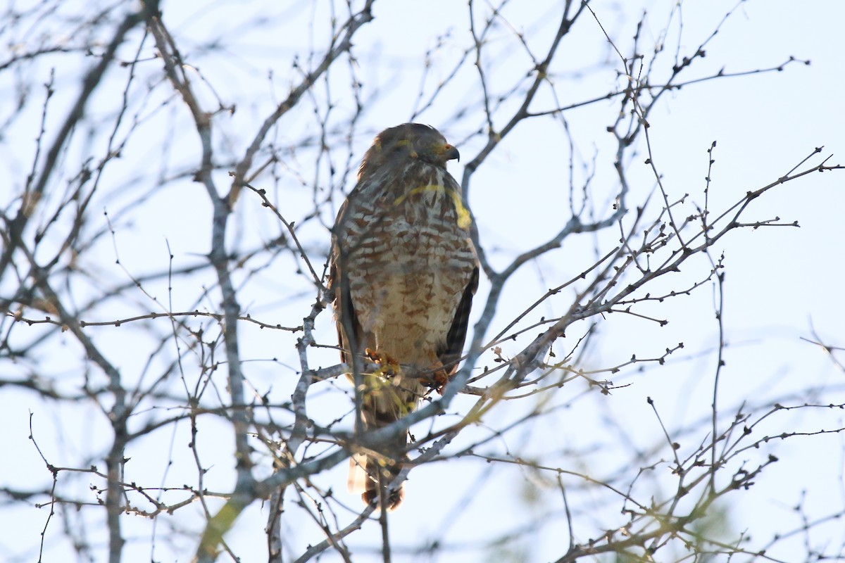 Roadside Hawk - ML616395636