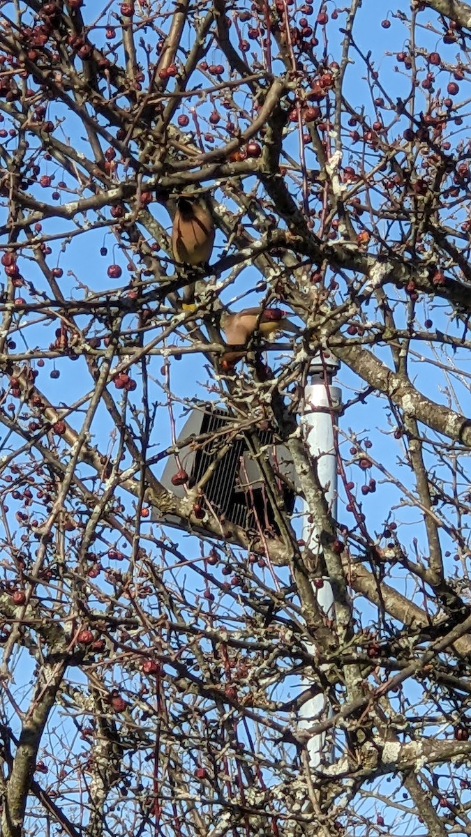 Cedar Waxwing - ML616395698