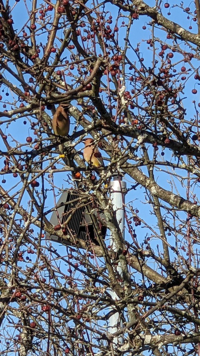 Cedar Waxwing - ML616395699