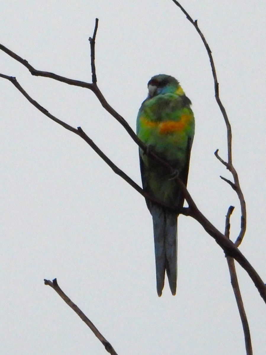 Australian Ringneck (Mallee) - ML616395722