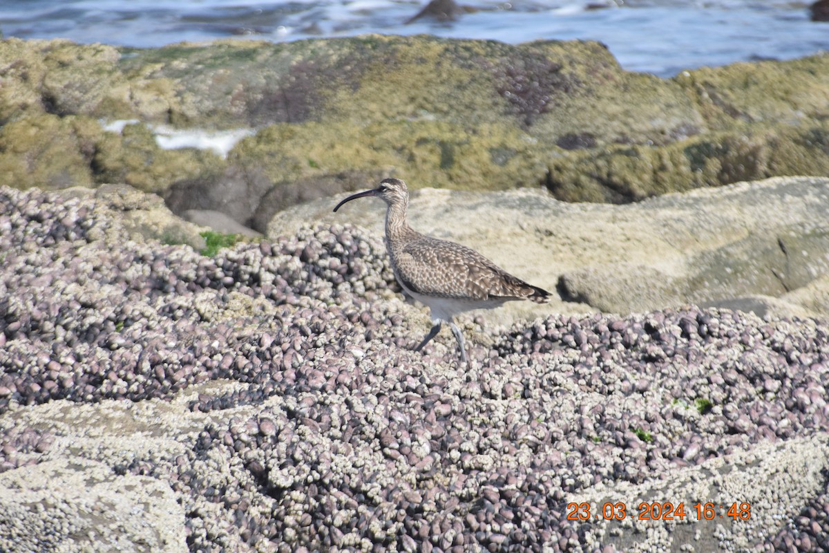 Whimbrel - ML616395724