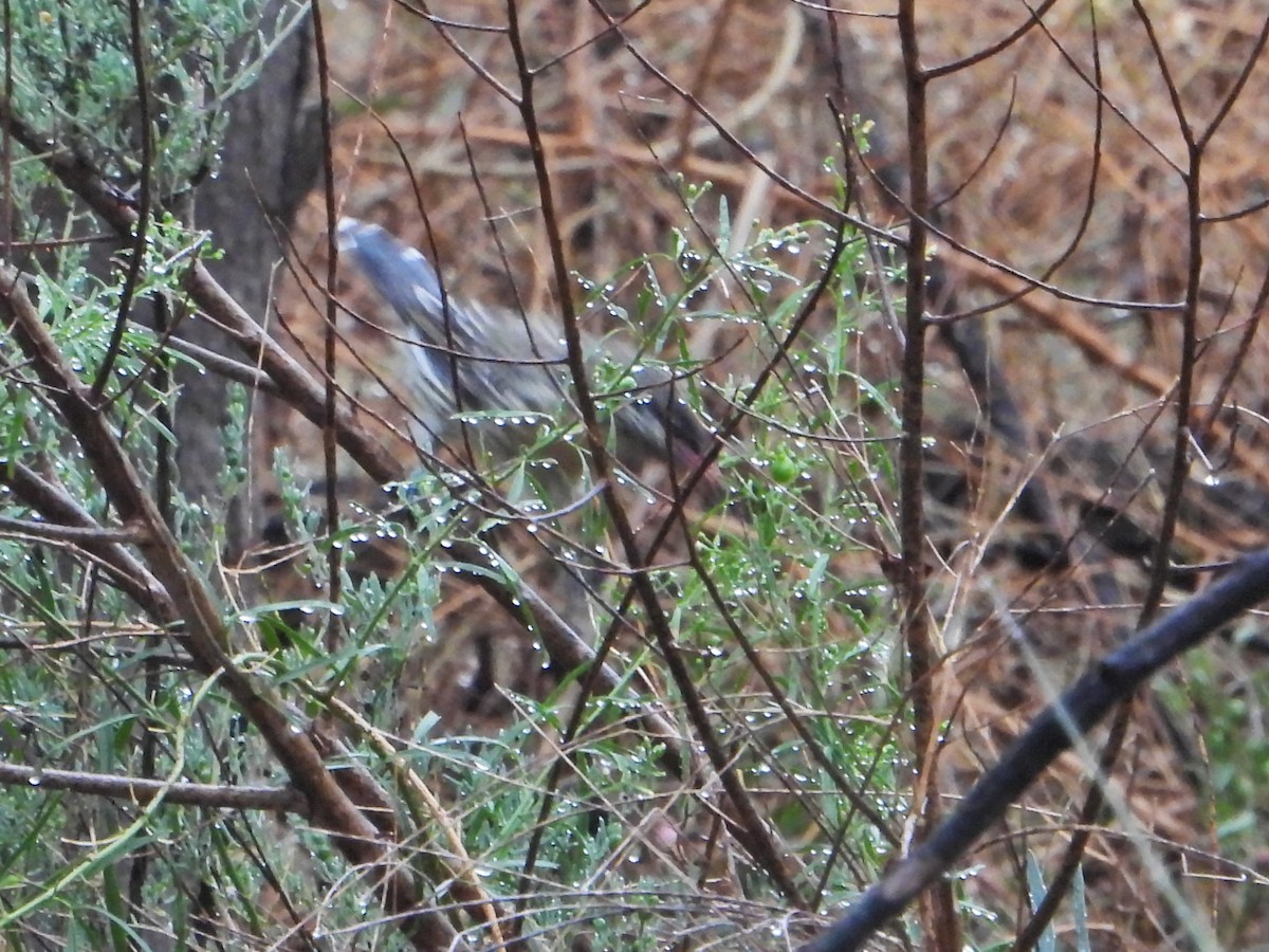 Spiny-cheeked Honeyeater - Leonie Beaulieu