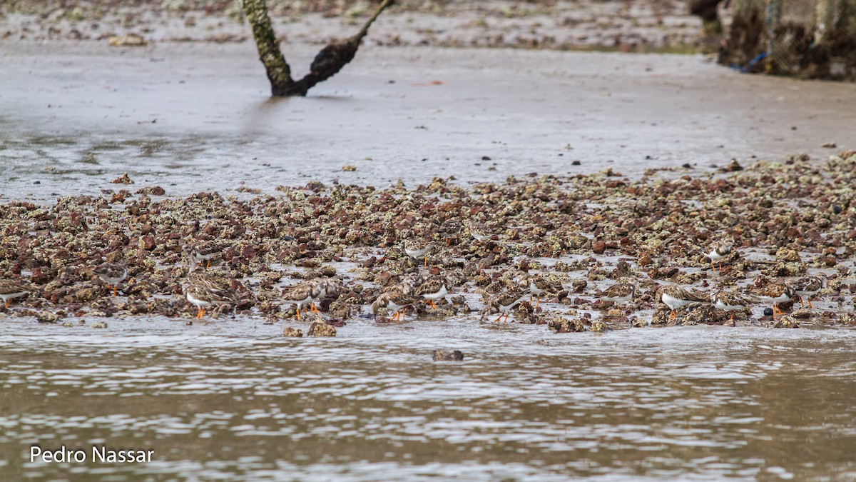 Ruddy Turnstone - ML616395789
