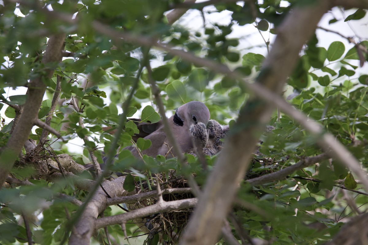 Ring-necked Dove - ML616395793