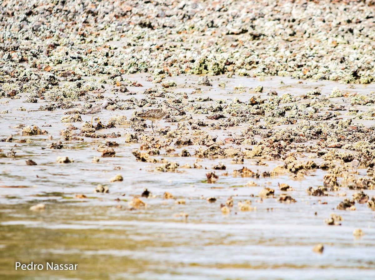 Hudsonian Whimbrel - ML616395822