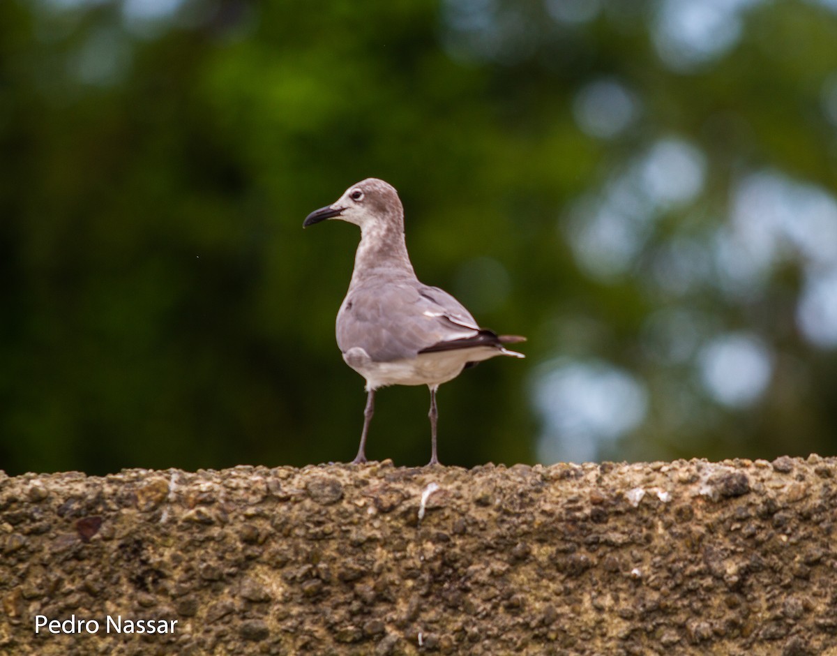 Laughing Gull - ML616395837