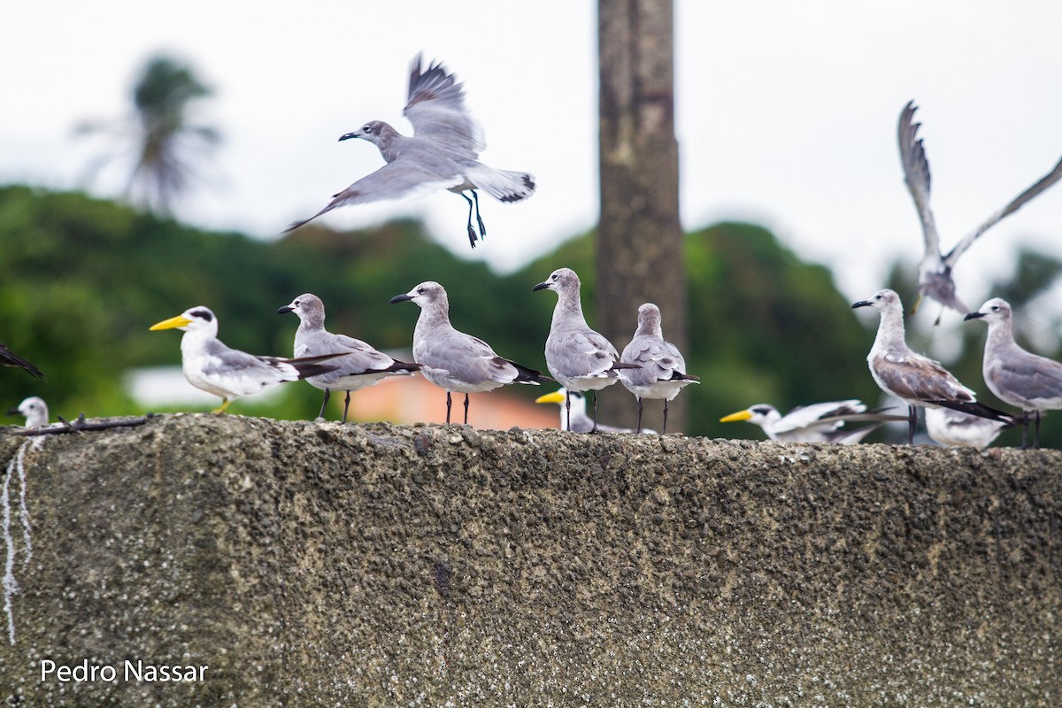 Laughing Gull - ML616395838