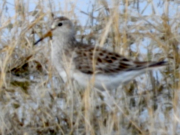 Bécasseau à poitrine cendrée - ML616395853