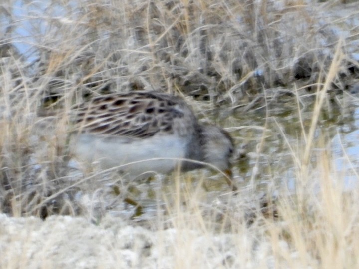 Pectoral Sandpiper - ML616395856