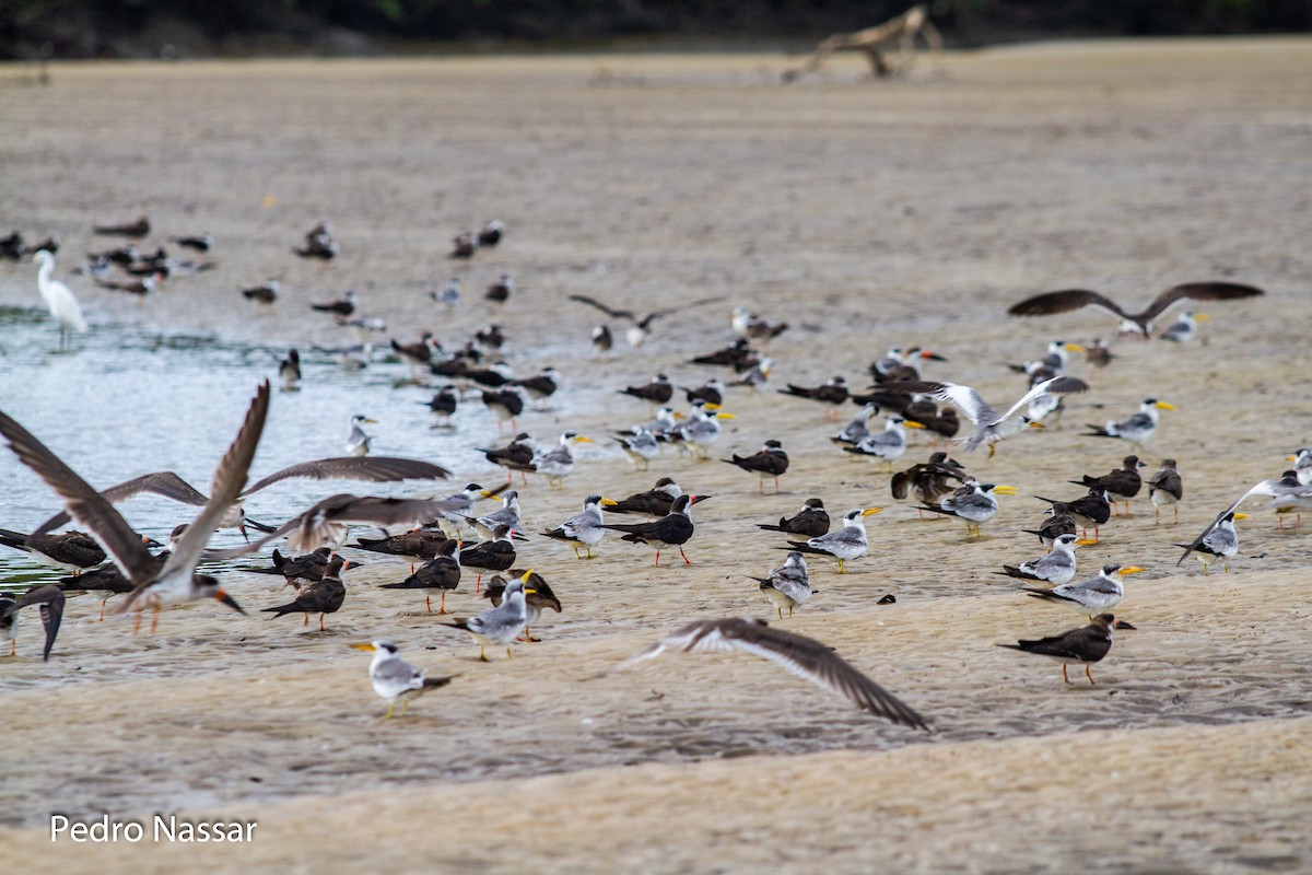 Black Skimmer - ML616395859